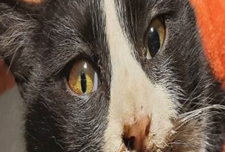 آنیزوکوریا در گربه ها