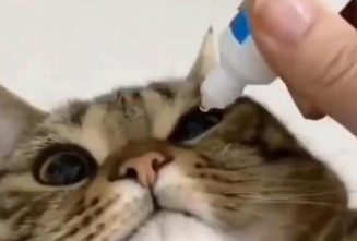 نحوه صحیح ریختن قطره در چشم گربه ها