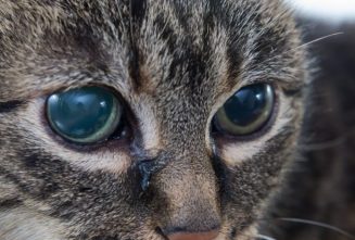 گلوکوم در گربه ها